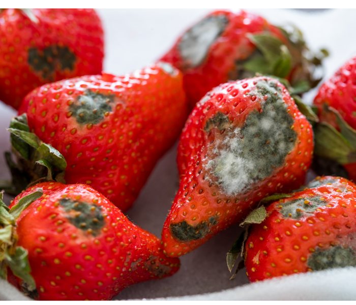 Strawberries on a plate with mold growing on them all